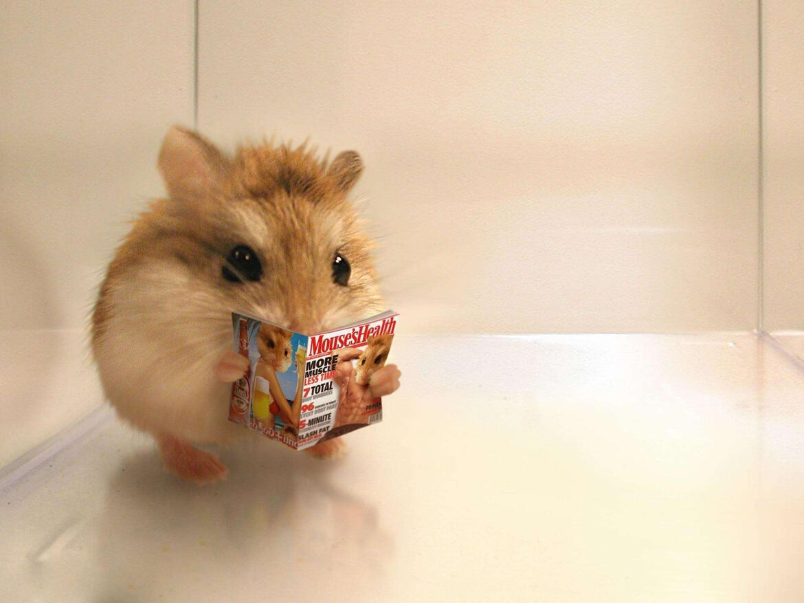 lil hammy enjoying his newspaper